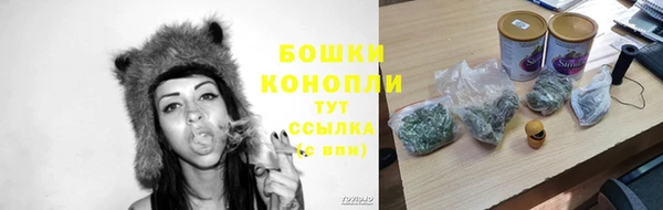прущие грибы Нефтекумск