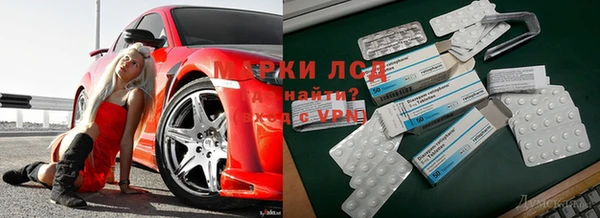 прущие грибы Нефтекумск